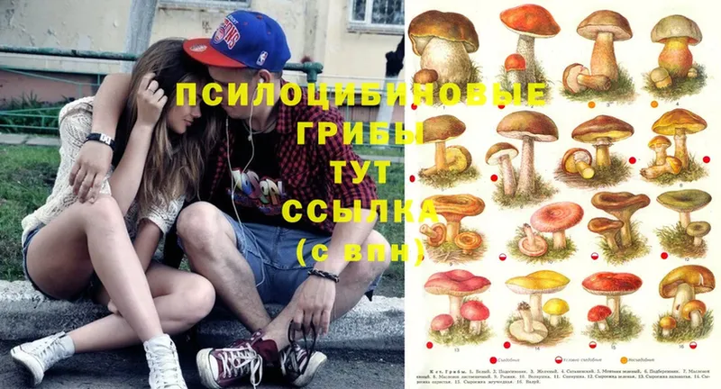 дарнет шоп  Боровичи  Псилоцибиновые грибы Psilocybine cubensis 